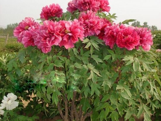 1米左右高花王.jpg