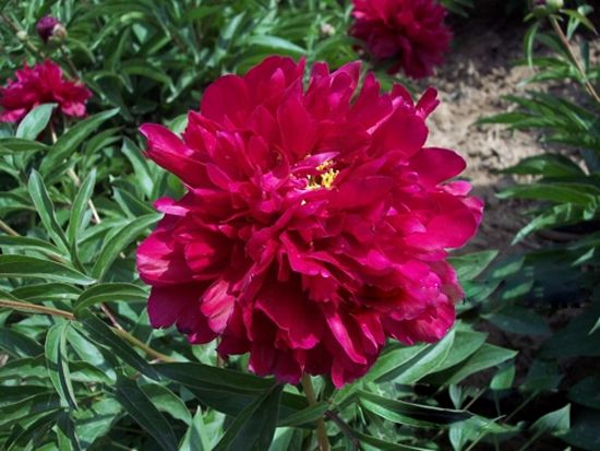 英雄花.jpg