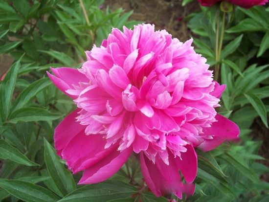 红莲菊.jpg