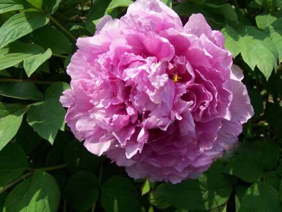 菱花湛露.jpg