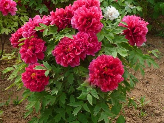 花王